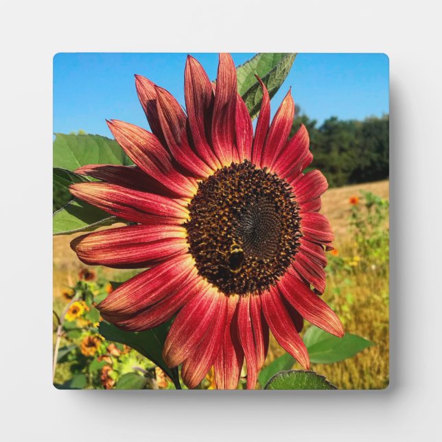 Plaque Photo Tournesol rouge (Devant)