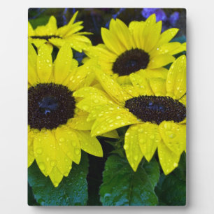 PLAQUE PHOTO TOURNESOLS MAGNIFIQUES DE JARDIN
