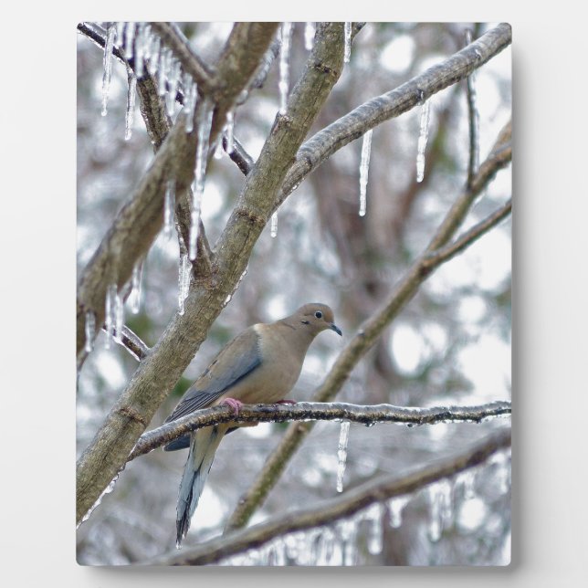 Plaque Photo Tourterelle triste (Devant)