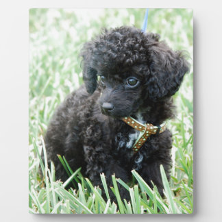 Plaque Photo Toy Poodle Puppy
