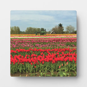 Plaque Photo Tracteur vert en Tulip Field, Oregon
