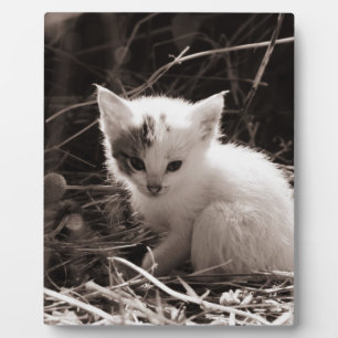 Plaque Photo Très mignon chaton noir et blanc assis en paille