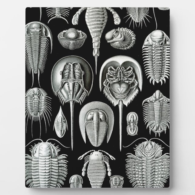Plaque Photo Trilobites and Fossils in Black and White (Devant)