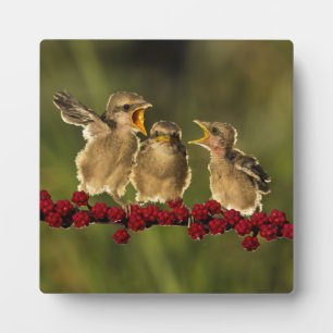 Plaque Photo Trois bébés Oiseaux Lanius Schach