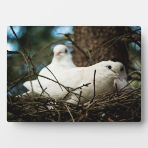Plaque Photo Trois dans un arbre