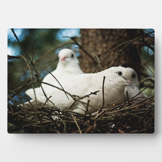 Plaque Photo Trois dans un arbre (Devant)