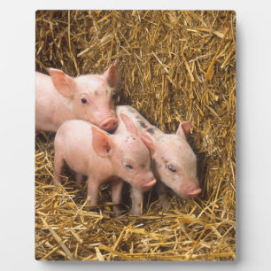 Plaque Photo Trois petits cochons