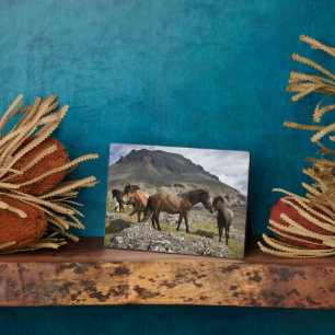 Plaque Photo Troupeau de chevaux, près de Hofn, Islande