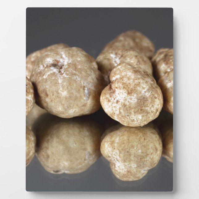 Plaque Photo Truffes blanches Tuber oligospermum (Devant)