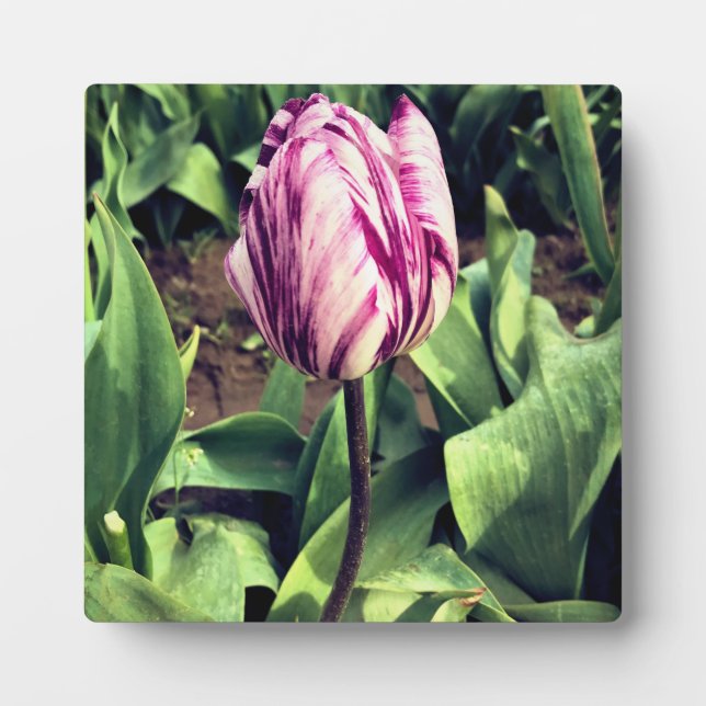 Plaque Photo Tulipe à rayures violettes et blanches unique (Devant)