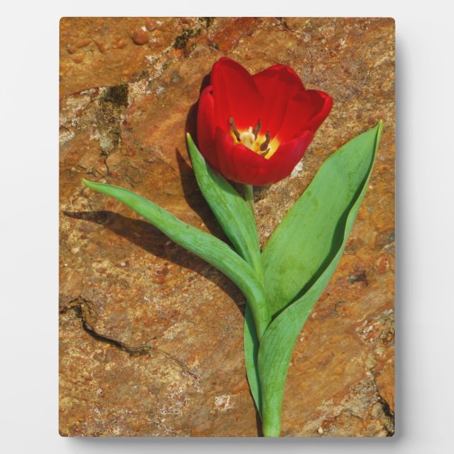 Plaque Photo Tulipe jaune et rouge (Devant)