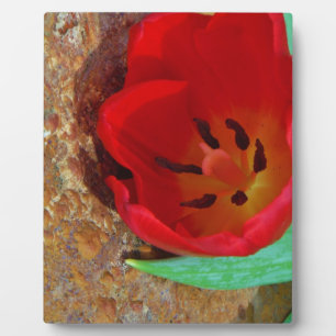 Plaque Photo Tulipe jaune printemps et rouge