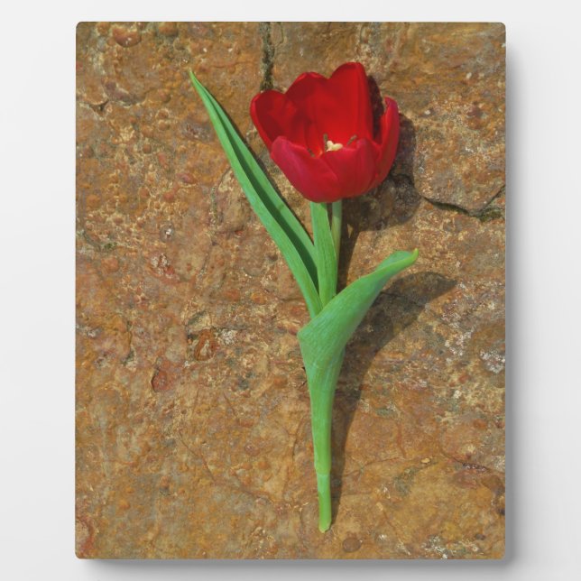 Plaque Photo Tulipe rouge et jaune (Devant)