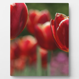 Plaque Photo Tulipes