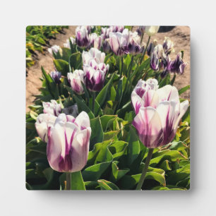Plaque Photo Tulipes à rayures blanches et violettes