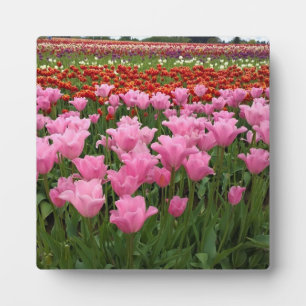Plaque Photo Tulipes roses et rouges, Oregon
