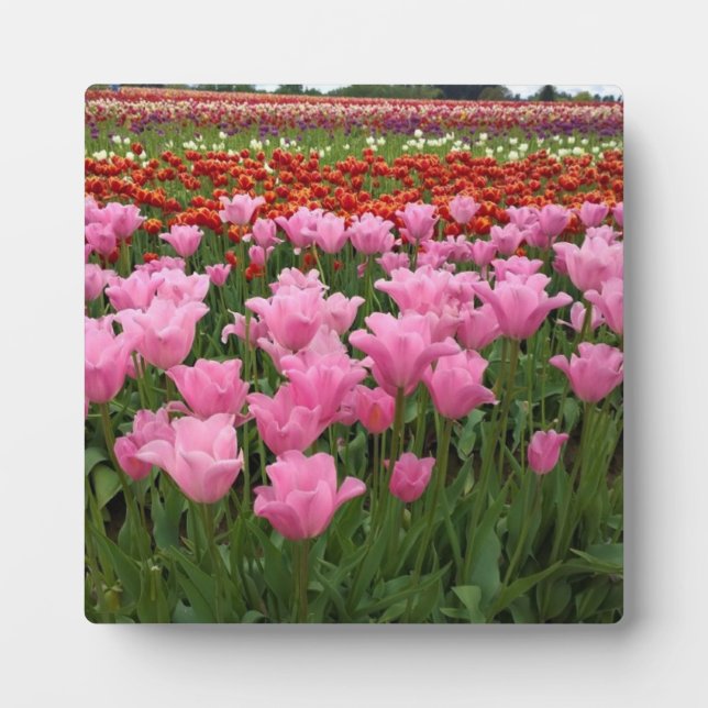 Plaque Photo Tulipes roses et rouges, Oregon (Devant)