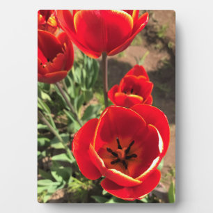 Plaque Photo Tulipes rouges à l'intérieur