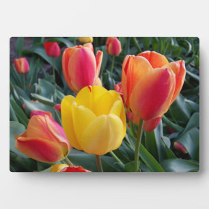 Plaque Photo Tulipes rouges et jaunes Photo de jardin de rocail