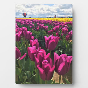 Plaque Photo Tulips de Purple