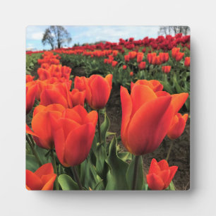 Plaque Photo Tulips orange à Field, Oregon