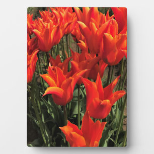 Plaque Photo Tulips orange, Oregon