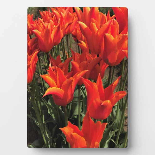 Plaque Photo Tulips orange, Oregon (Devant)