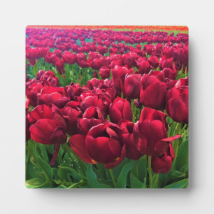 Plaque Photo Tulips rouges à Field, Oregon