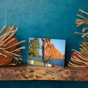 Plaque Photo Twilight Rose Cheval de course Pur-sang