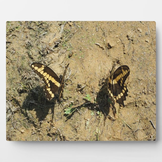 Plaque Photo Two Butterflies on Sandy Beach Photography (Devant)