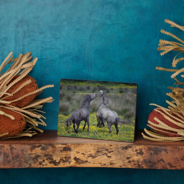 Plaque Photo Two Horses Buck and Play (Côté)