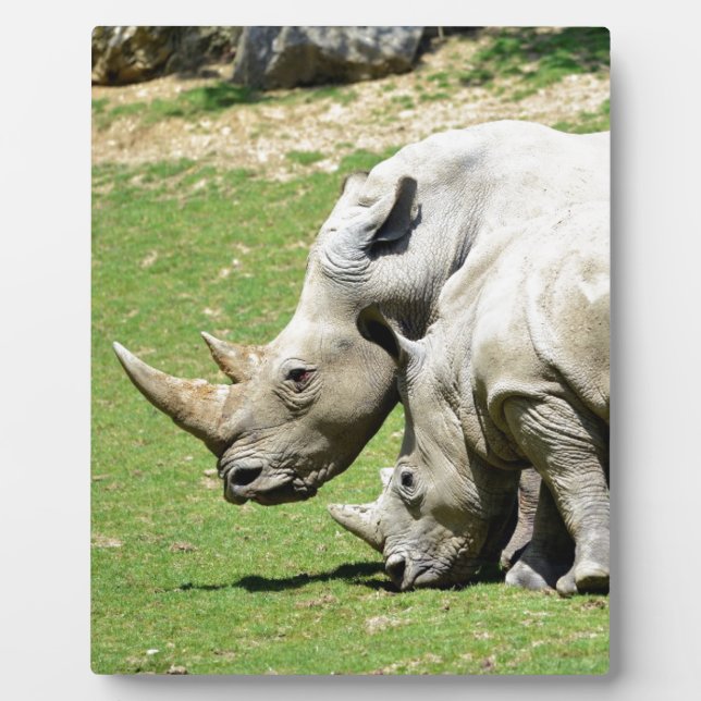 Plaque Photo Two white rhinoceros in grass (Devant)