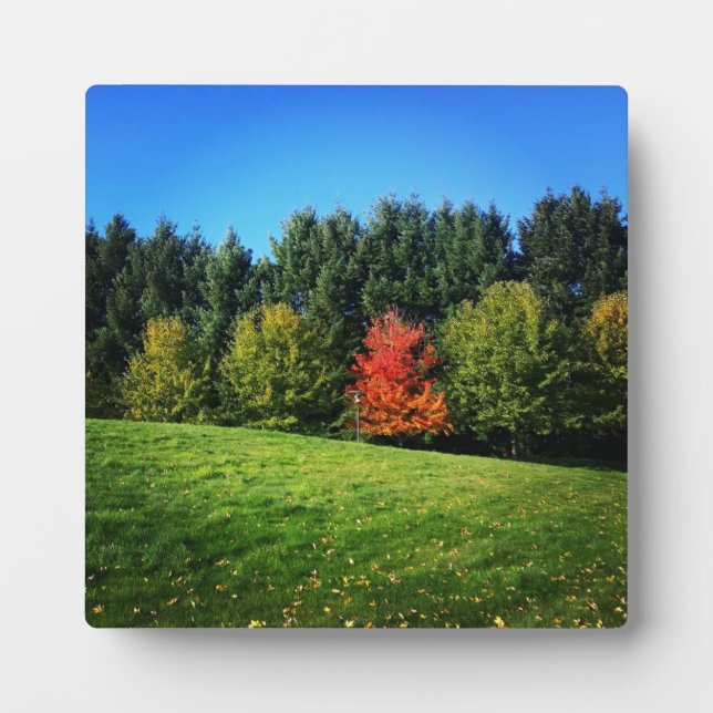 Plaque Photo Un arbre rouge (Devant)