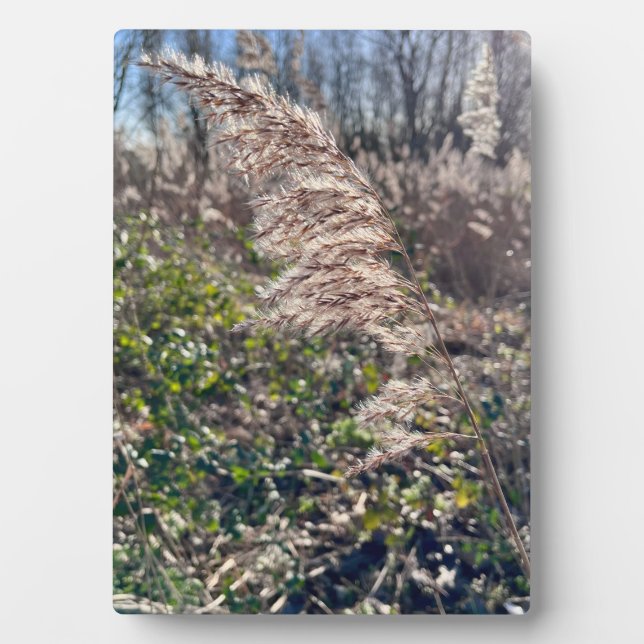 Plaque Photo Un bonheur d'automne... (Devant)