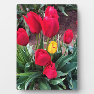 Plaque Photo Un Jaune aux tulipes rouges