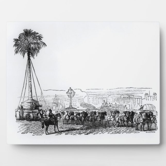 Plaque Photo Un palmier transporté à Hyde Park pour (Devant)