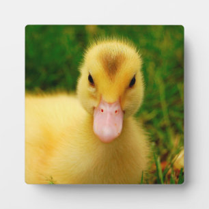 Plaque Photo Un Petit Canard