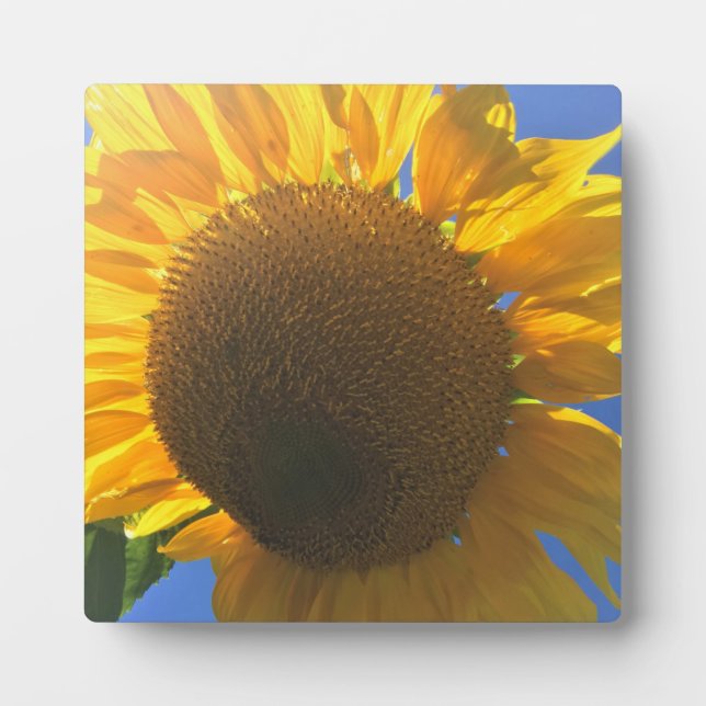 Plaque Photo Under (Devant)