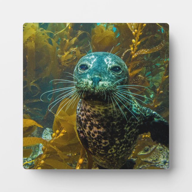 Plaque Photo Une Curieuse Forêt De Kelp De Phoque Portuaire | P (Devant)