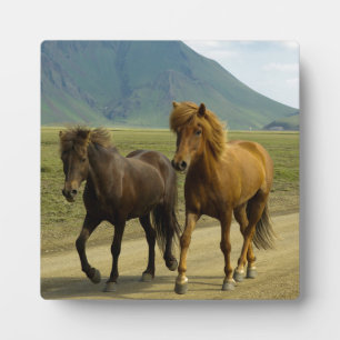 Plaque Photo Une paire de poneys islandais Brown