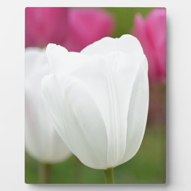 Plaque Photo Une tulipe blanche (Devant)