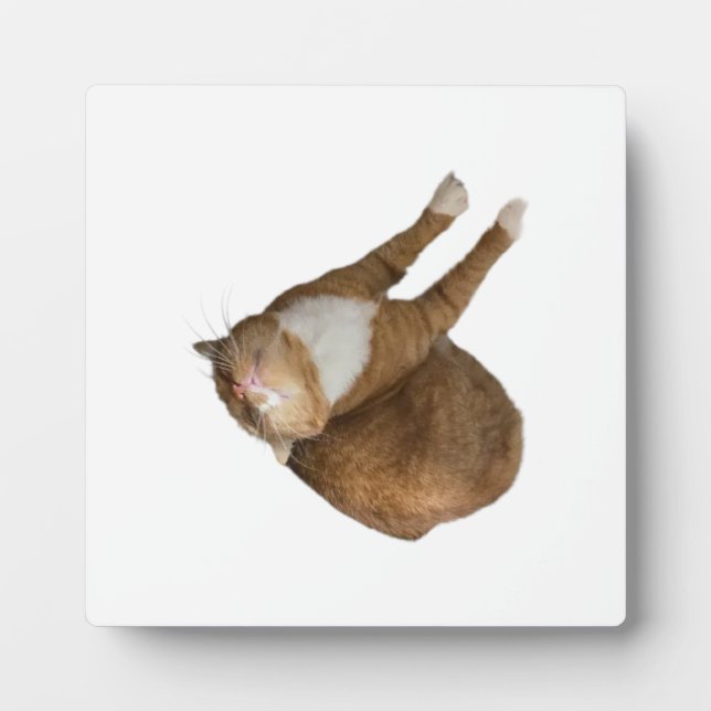 Plaque Photo Upside-Down Sunshine Cat (Devant)