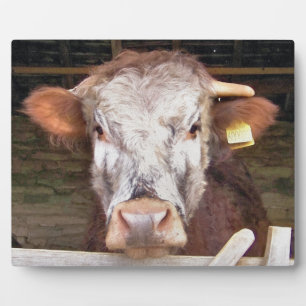PLAQUE PHOTO VACHES