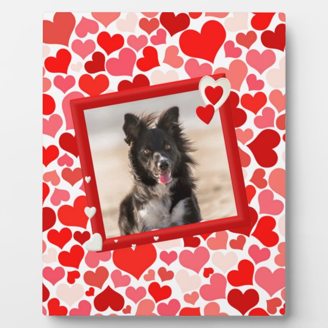 Plaque Photo Valentines Frontière Collie Coeurs de chien (Devant)