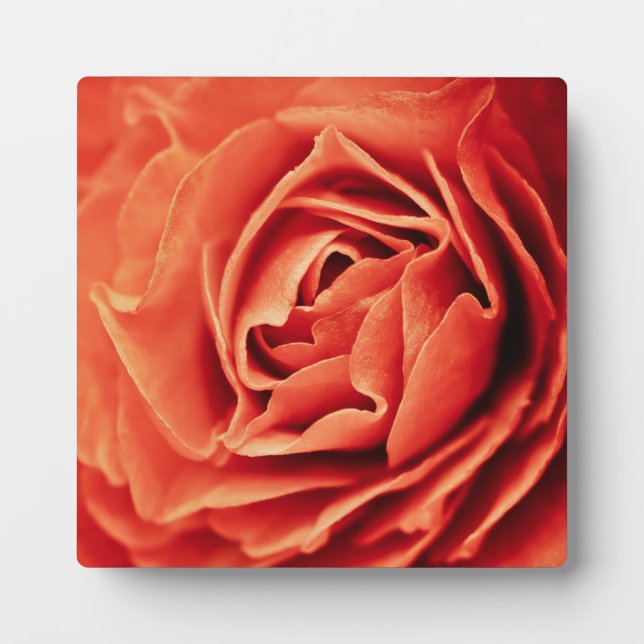 Plaque Photo vie rose (Devant)