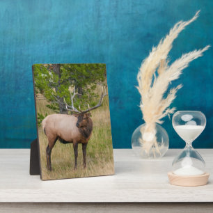 Plaque Photo Village Elk Lake Parc national de Yellowstone Wyom