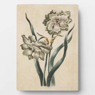 Plaque Photo Vintage botanique floral Narcisse