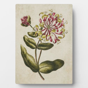 Plaque Photo Vintage botanique florale Honeysuckie