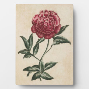 Plaque Photo Vintage de la pivoine végétale