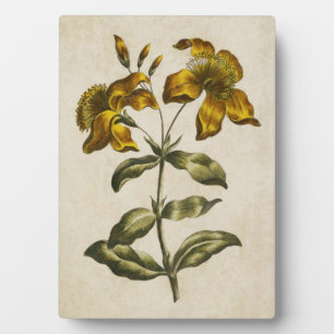 Plaque Photo Vintage florale St. John's Wort